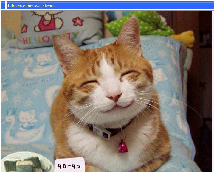 Dreaming Cat.jpg