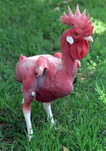 featherless chicken.jpg