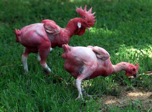 featherless chickens.jpg