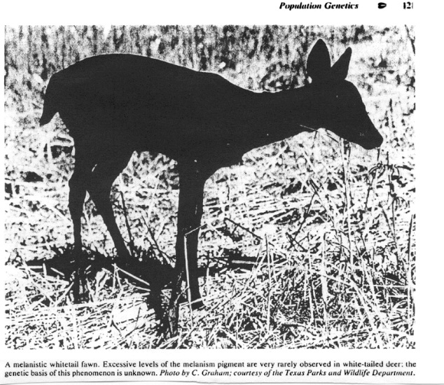 black deer-b1.jpg