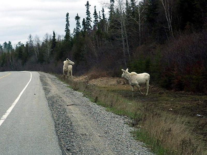 White Moose.jpg