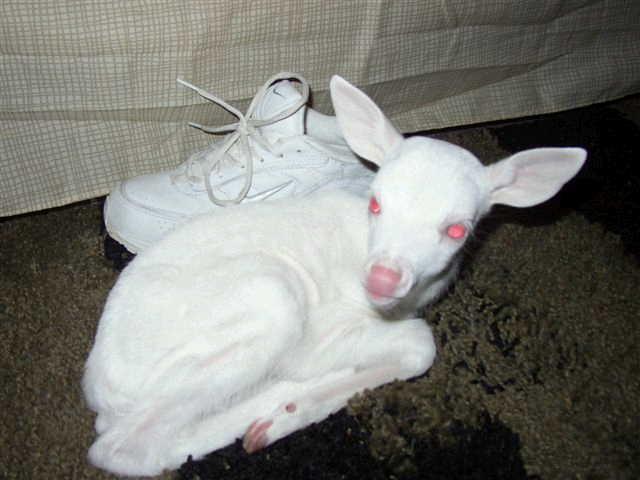 Albino-deer1-fawn.jpg
