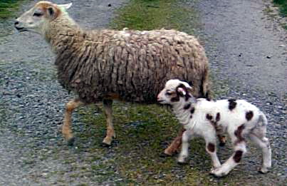 4katlam14-spotted lamb.jpg