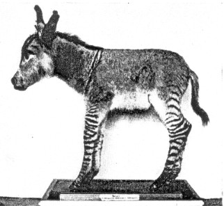1841-german-zebrass.jpg