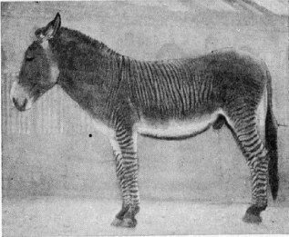 1929-zebroid-zebrass.jpg