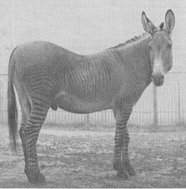 1930-zebrass.jpg