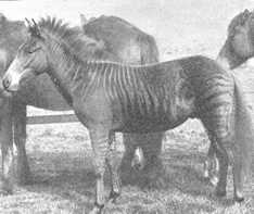 1899-zebrahorse-zorse.jpg