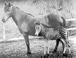1899-zebrahorse2-zorse.jpg