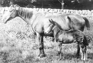 1904-zebrahorse-zorse.jpg