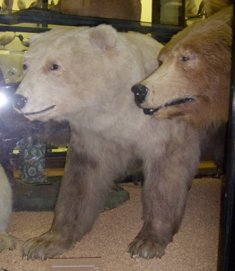 Polar-brown bear hybrid-1-Nanulak.jpg
