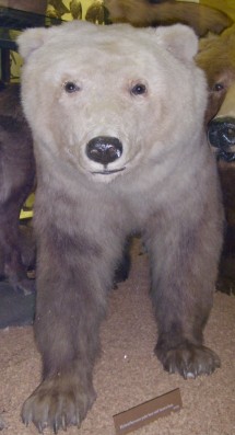 Polar-brown bear hybrid-2-Nanulak.jpg
