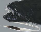 Black Dragonfish (Idiacanthus atlanticus).jpg