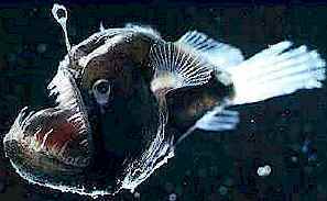 Deep Sea Anglerfish.jpg
