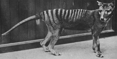 Tasmanian Wolf (Thylacine).jpg