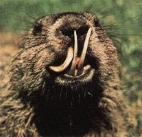 groundhog with overgrown teeth.jpg