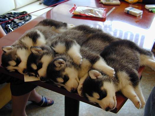 aligned sleeping puppies.jpg
