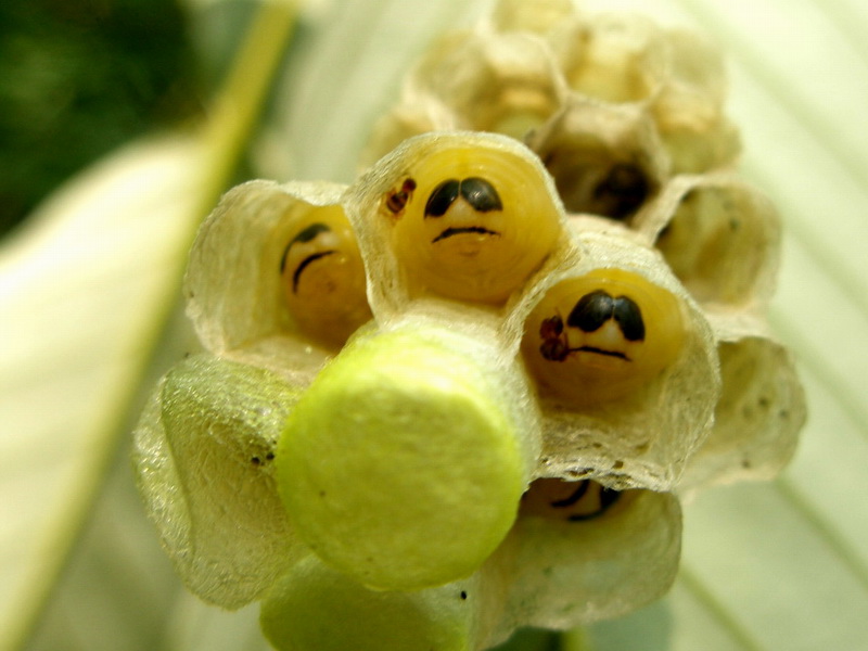Wasp larvae with sunglass faces.jpg