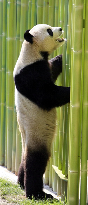 20070920 Bing Xing the Giant Panda.jpg