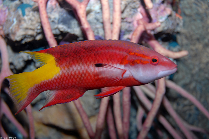 Spotfin Hogfish (Bodianus pulchellus)1000.JPG