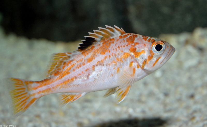Canary Rockfish (Sebastes pinniger).JPG