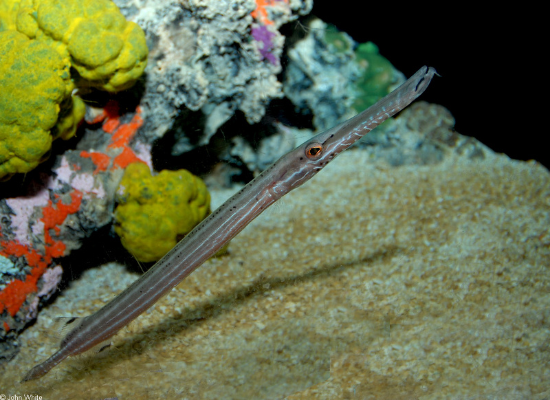 Trumpetfish (Aulostomus maculates).JPG