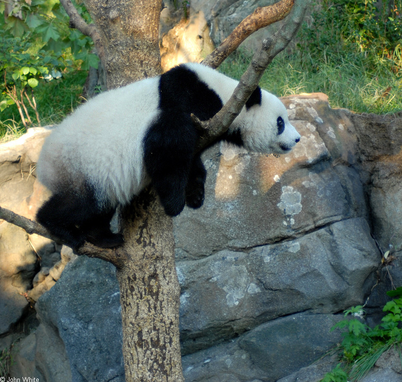 Giant Panda (Ailuropoda melanoleuca).jpg