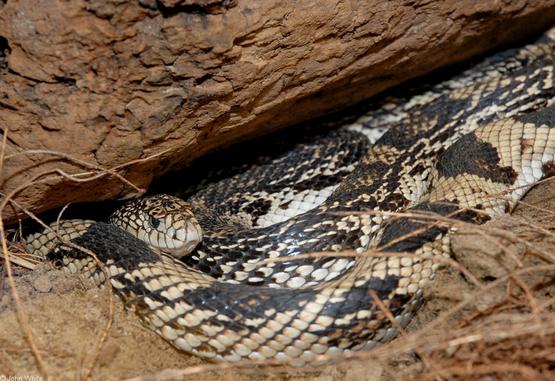 Northern Pine Snake (Pituophis melanoleucus melanoleucus).jpg