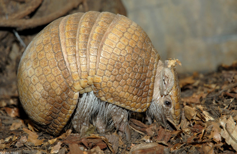 Southern Three-banded Armadillo (Tolypeutes matacus).jpg