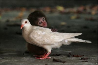 20070916 monkey and pigeon in love.jpg