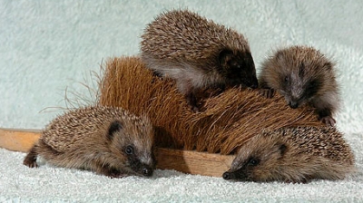 step mother for hedgehogs.jpg