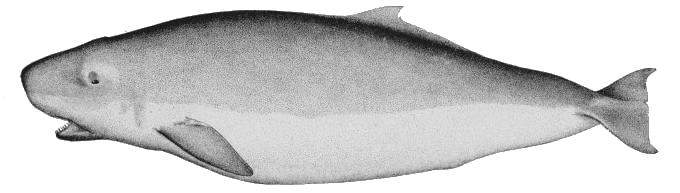 Kogia breviceps-pygmy sperm whale.jpg
