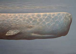 Sperm whale1b-Sperm Whale (Physeter macrocephalus).jpg
