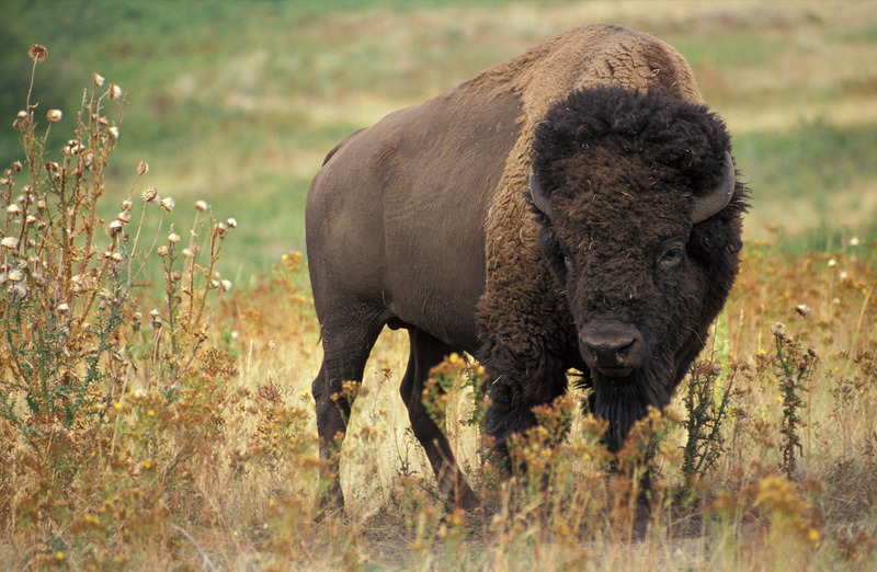 American bison k5680-1-Bison bison.jpg