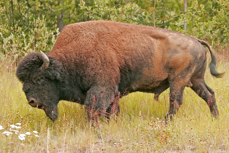 Wood Bison (Bison bison athabascae).jpg