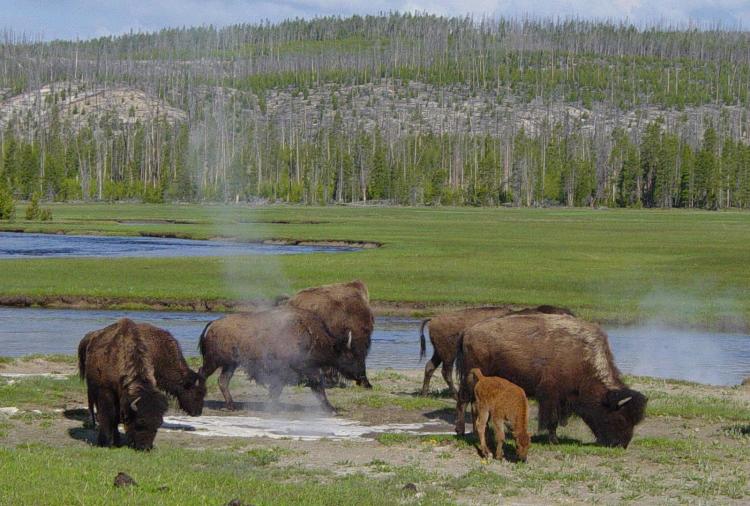 Plains Bison near a hot spring in Yellowstone-750px.jpg