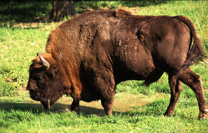 Wisent or European Bison (Bison bonasus).jpg