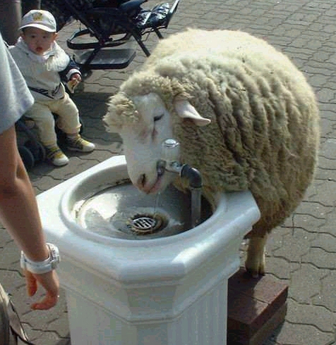 Sheep drinking.jpg