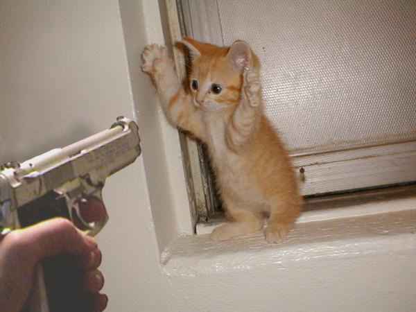 Don\'t Shoot, kitten.jpg