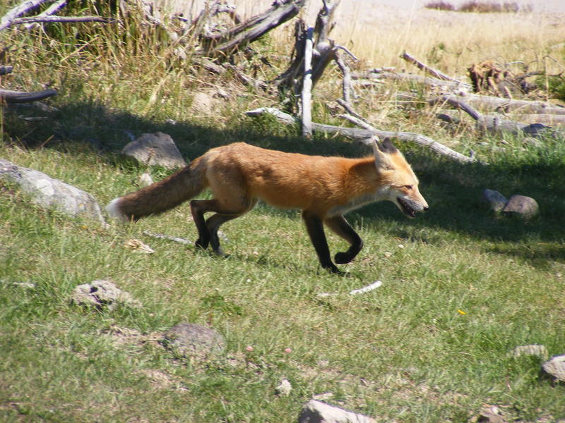 2007 0831yellowstone0115.JPG