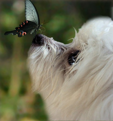 Dog and Butterfly.jpg