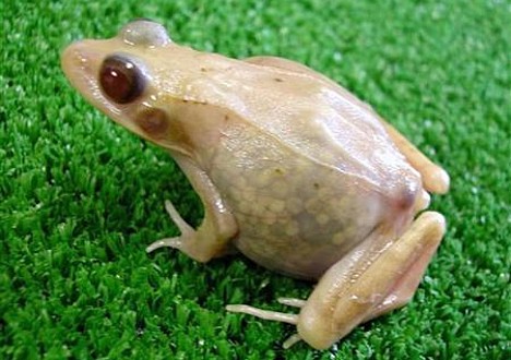 translucent frog-Japanese brown frog (Rana japonica) transparent.jpg