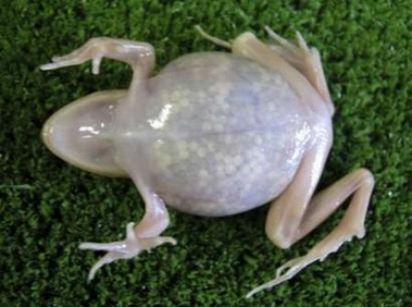 transparent frog-Japanese brown frog (Rana japonica).jpg