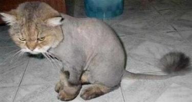 Shaved Cat.jpg