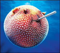 ball (pufferfish).jpg
