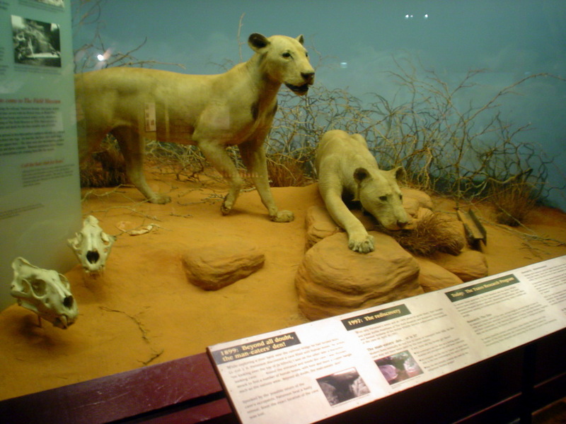 Tsavo maneaters-maneless male lions.jpg