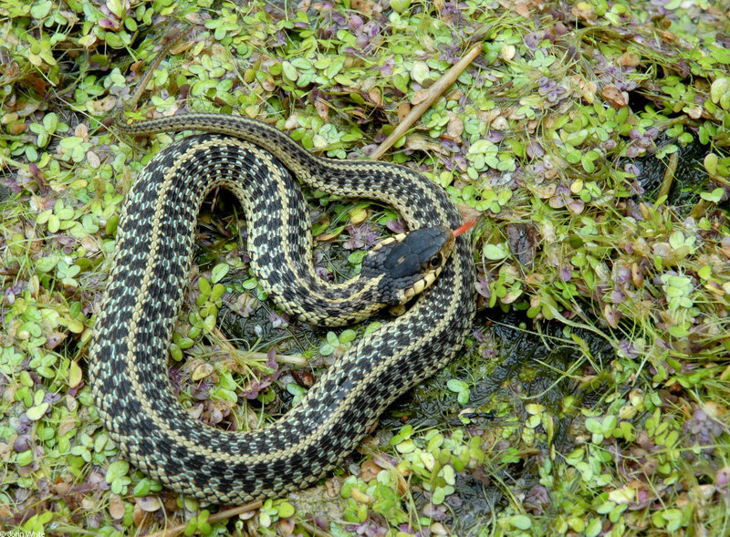 Eastern Garter Snake (Thamnophis sirtalis sirtalis)210.JPG