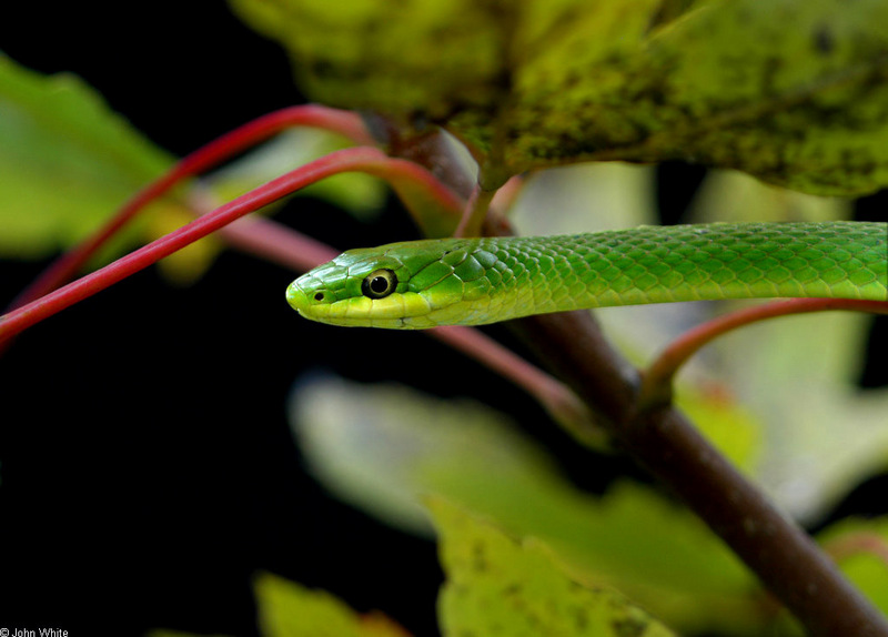 Rough Green Snake   (Opheodrys aestivus aestivus)11111 .jpg