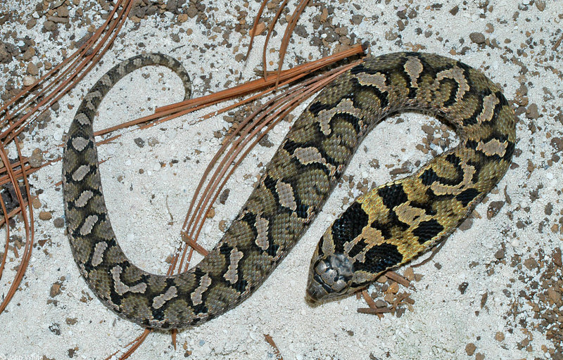 eastern hognose snake 500.jpg