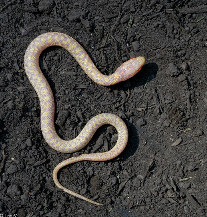 Albino eastern garter snake334b.jpg
