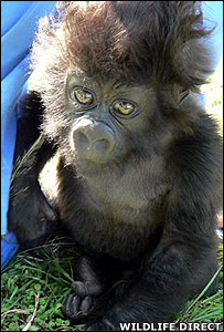 baby gorilla kabila.jpg